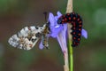 Caterpillar macro in green nature Royalty Free Stock Photo